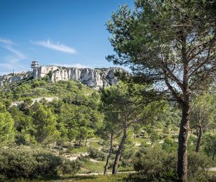Développons la filière forêt-bois locale