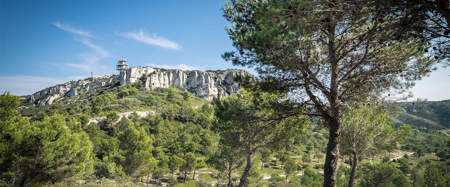 Développons la filière forêt-bois locale